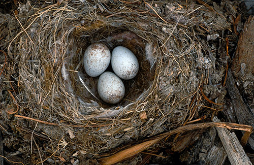 Mountain Wheatear eggs